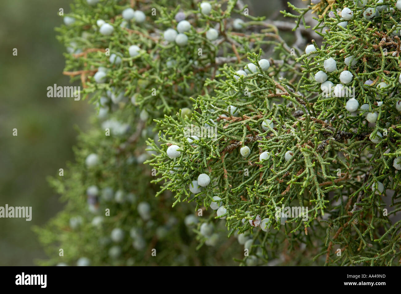 Wacholderbeeren eine einheimische Pflanze von Canyon de Chelly National Monument auf der Navajo Nation Reservation Arizona. Digitale Fotografie Stockfoto