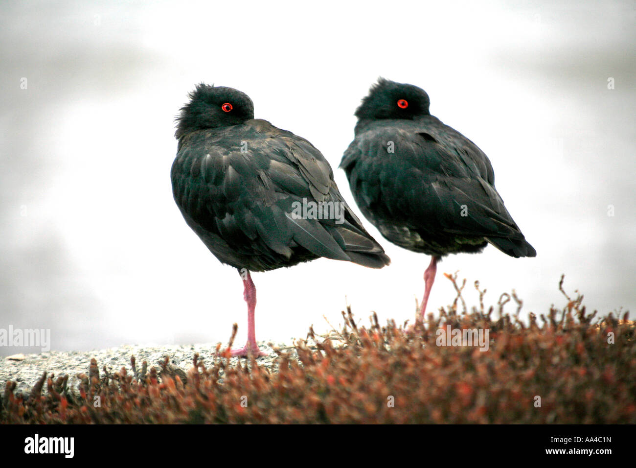 Variable Austernfischer an der Mulberry Grove Great Barrier Island Neuseeland Stockfoto