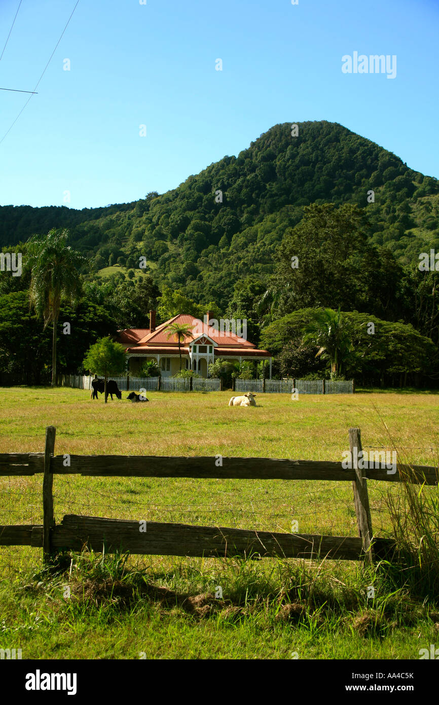 Bauernhaus im Stil einer Föderation mit Kühen unter Mount Chincogan an der Hauptstraße Arm Mullimbimby nördlichen New South Wales Australien Stockfoto