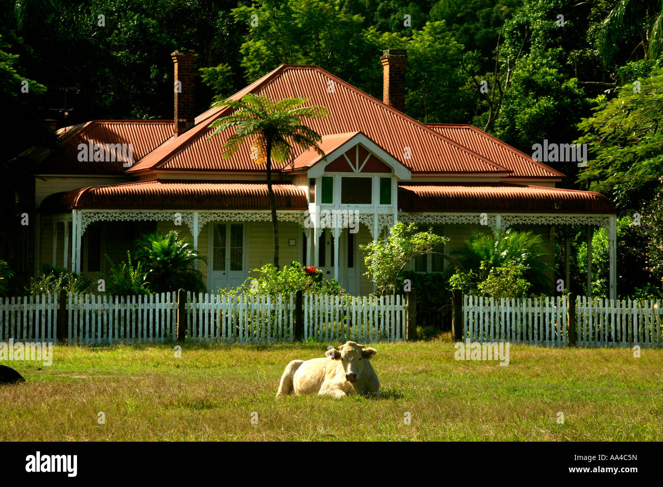 Bauernhaus im Stil einer Föderation mit Kühen unter Mount Chincogan an der Hauptstraße Arm Mullimbimby nördlichen New South Wales Australien Stockfoto