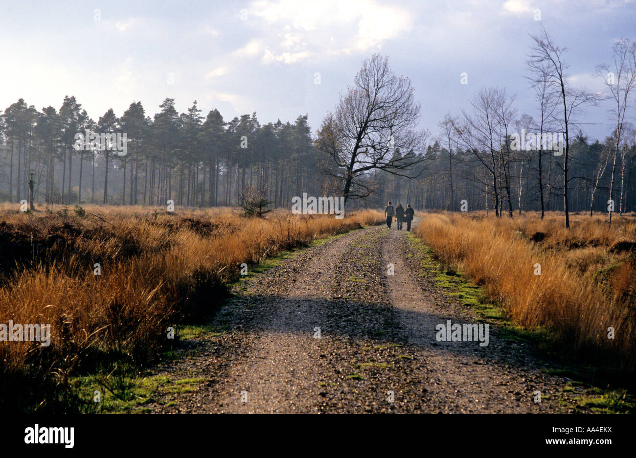 Weg durch die Heide im New Forest National Park Stockfoto