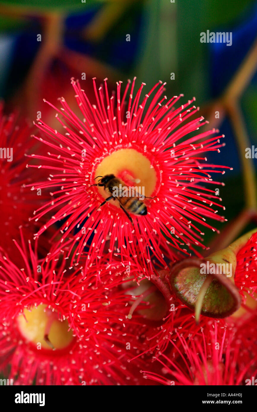Eine Europäische Biene sammelt Pollen von einer rosa roten Australien Blüte gum Stockfoto