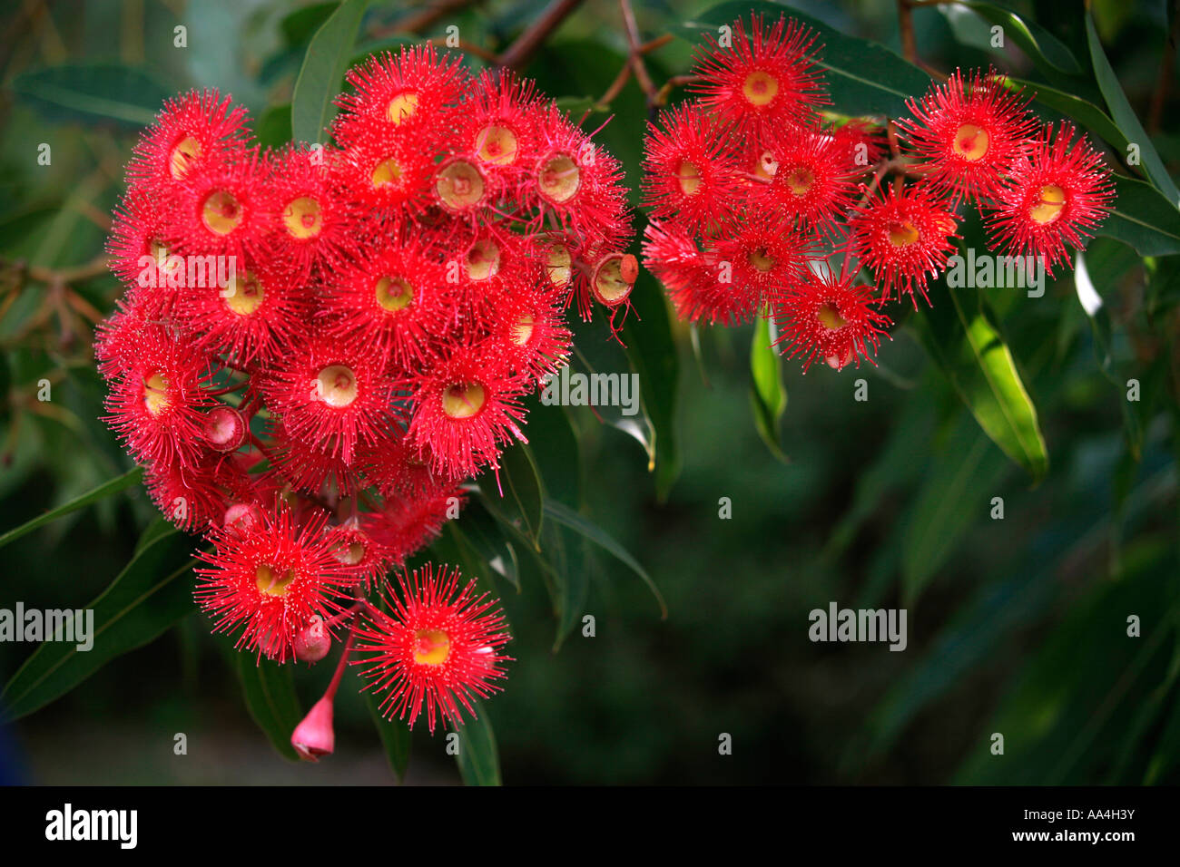 Ein rosa rot Australien Blüte gum Stockfoto