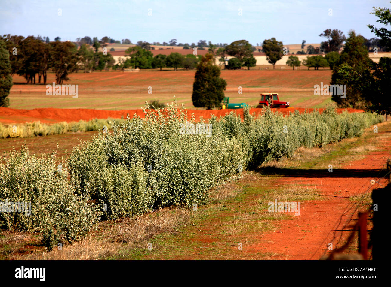 Saltbush wird als Schafe und Rinder Futter auf einem Bauernhof in der Nähe von Ganmain im Bezirk New South Wales Riverina Landwirtschaft angebaut Stockfoto