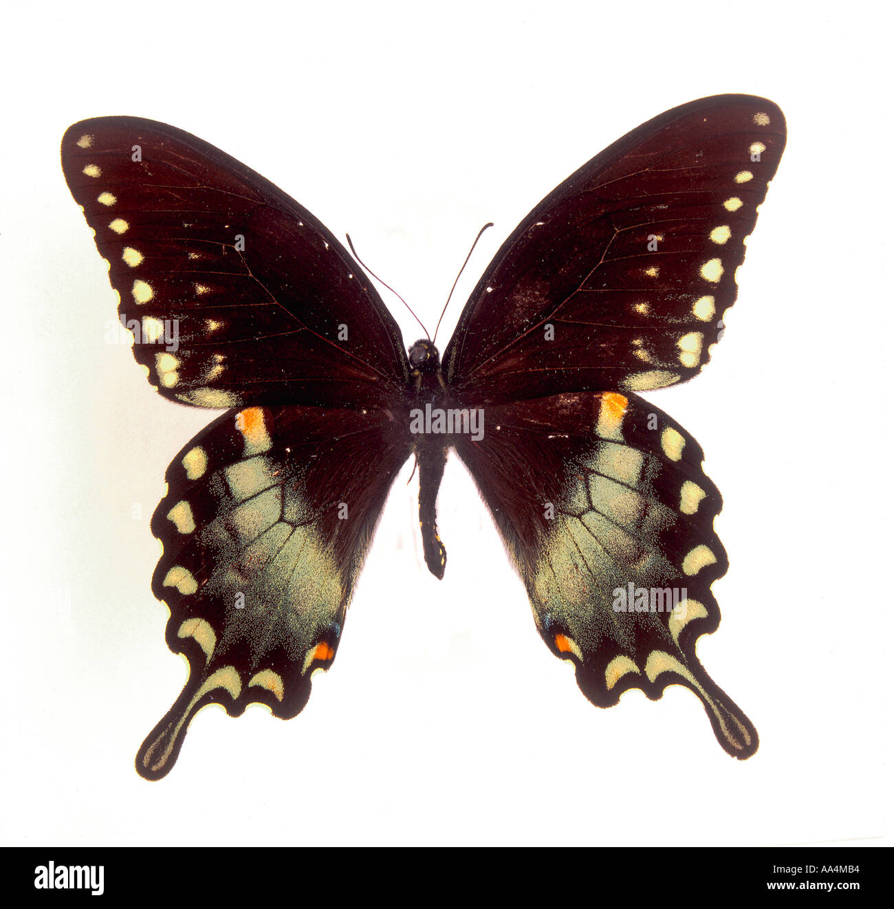 Schmetterling mit ausfallende Hintergrund Stockfoto
