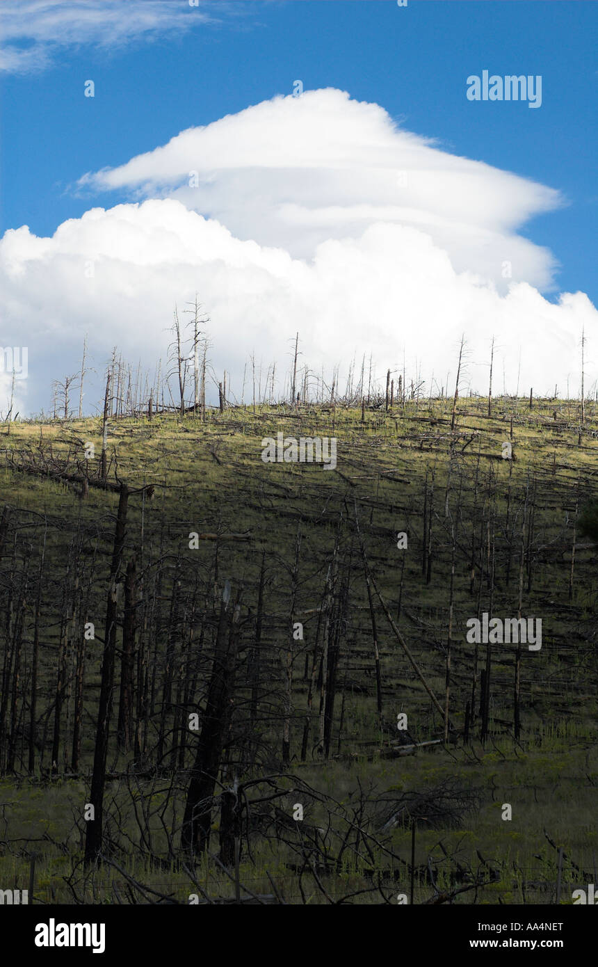 Wald-Feuer-Schaden an einem Hang (vertikal) Stockfoto