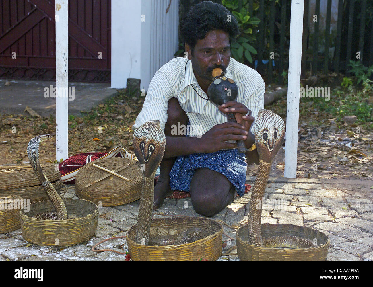 Kerala, Cochin, Schlangenbeschwörer Stockfoto