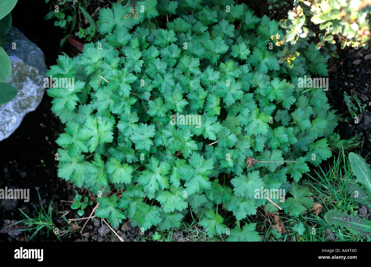 GERANIEN PFLANZEN VOR DER BLÜTE WACHSEN IM GARTEN Stockfoto