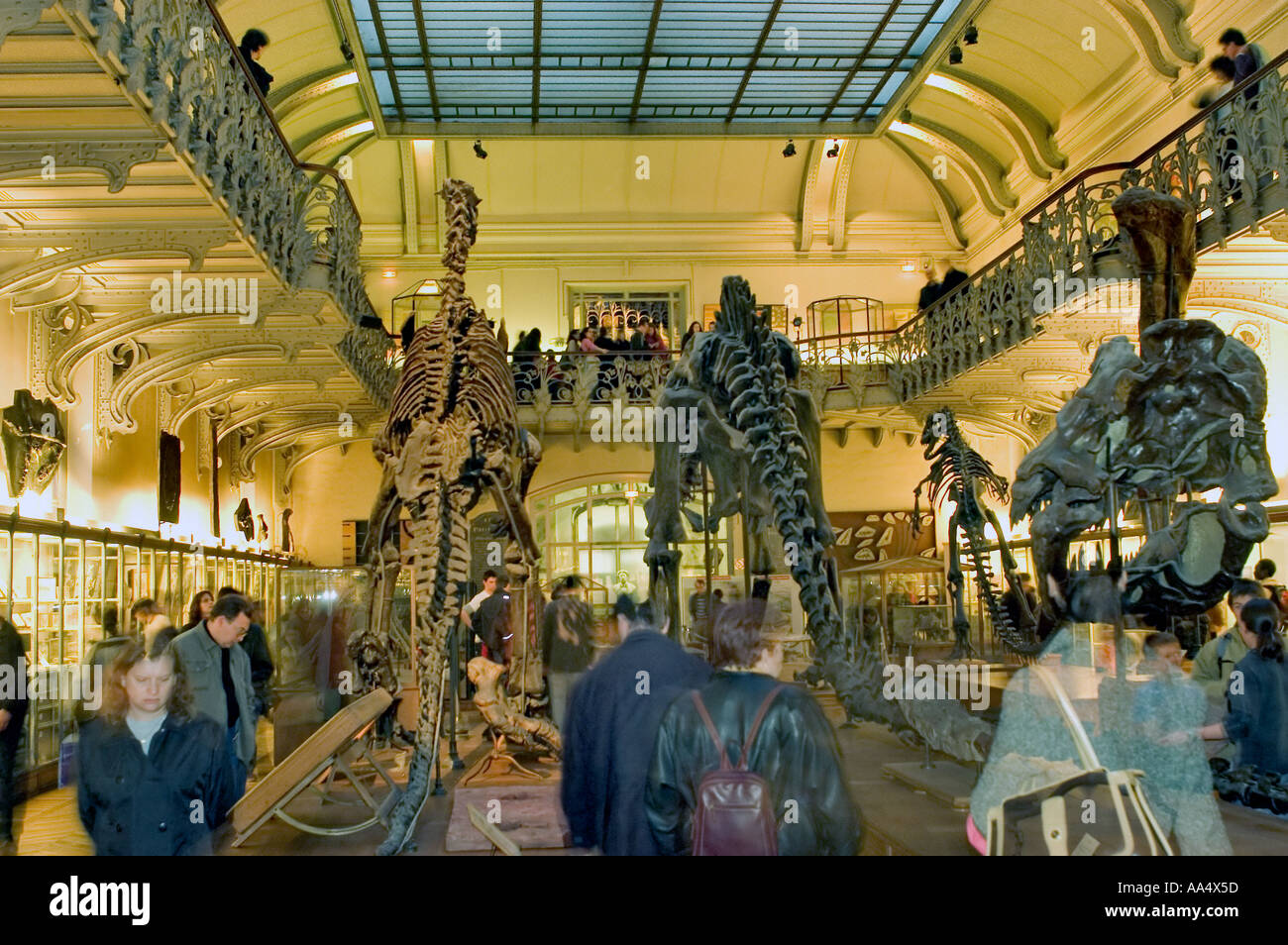 Paris frankreich, Weitwinkel, Familienbesuch 'Museumsnacht' im 'Museum of Natural History' Dinosaurier Exhibit Collection, Museum histoire naturelle Stockfoto