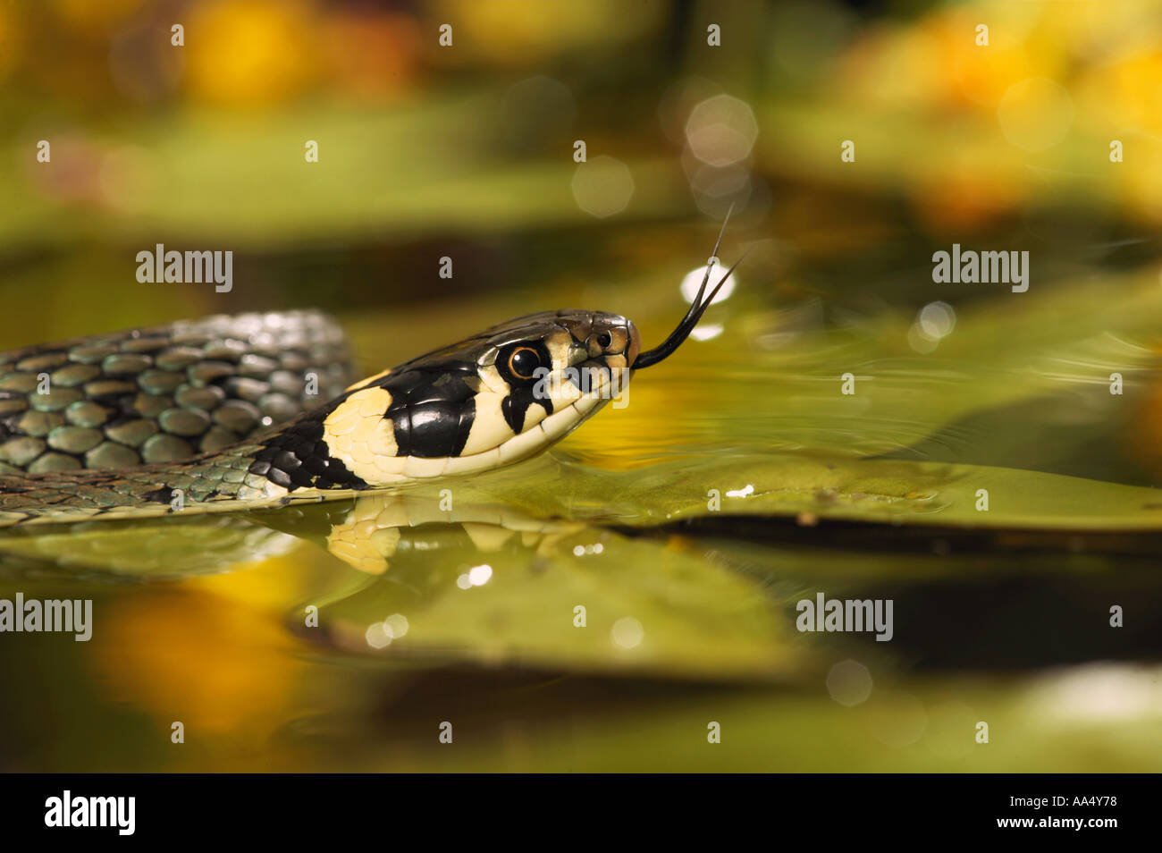 Ringelnatter in Wasser - lambently / Natrix Natrix Stockfoto