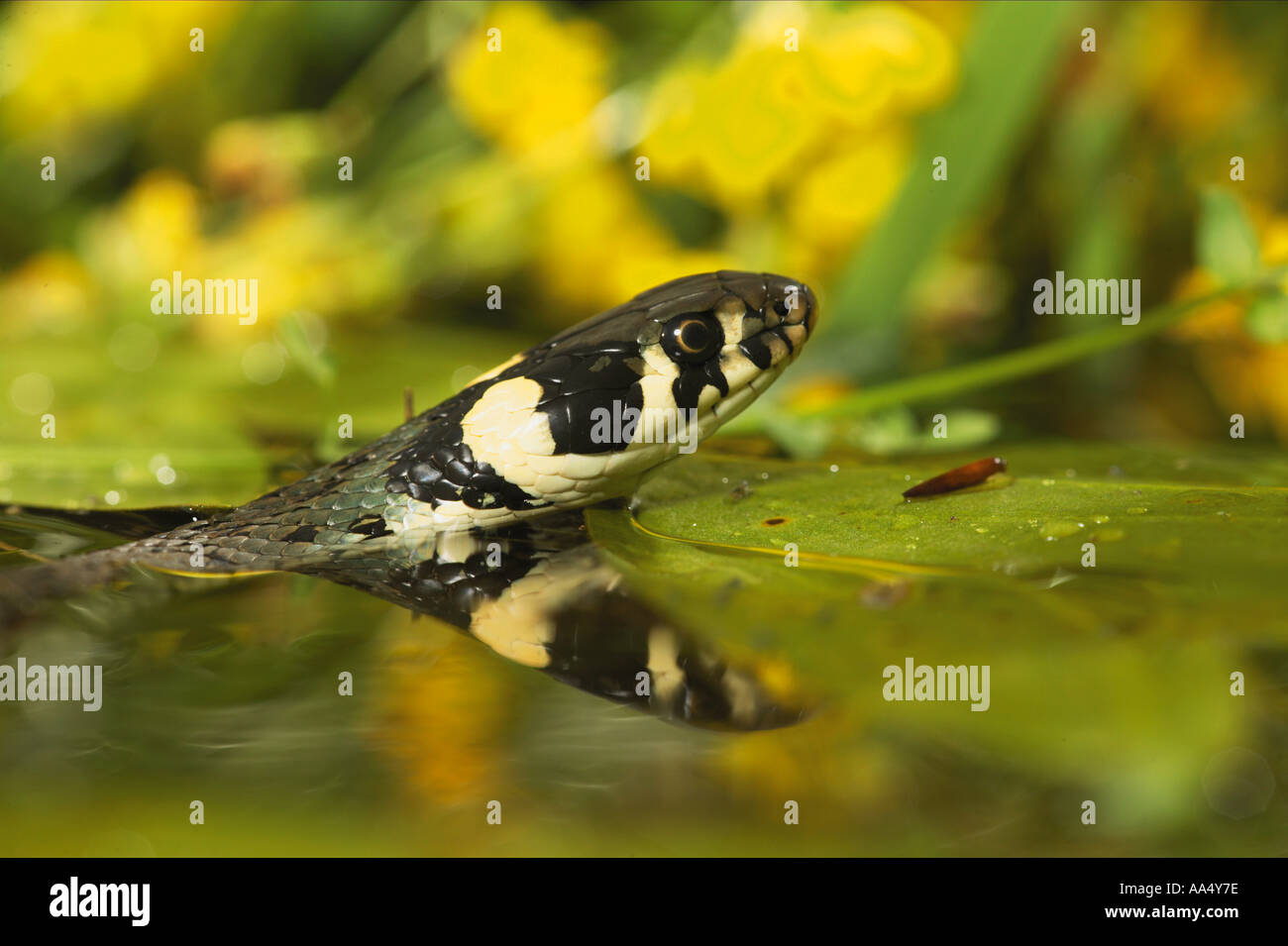 Ringelnatter im Wasser / Natrix Natrix Stockfoto