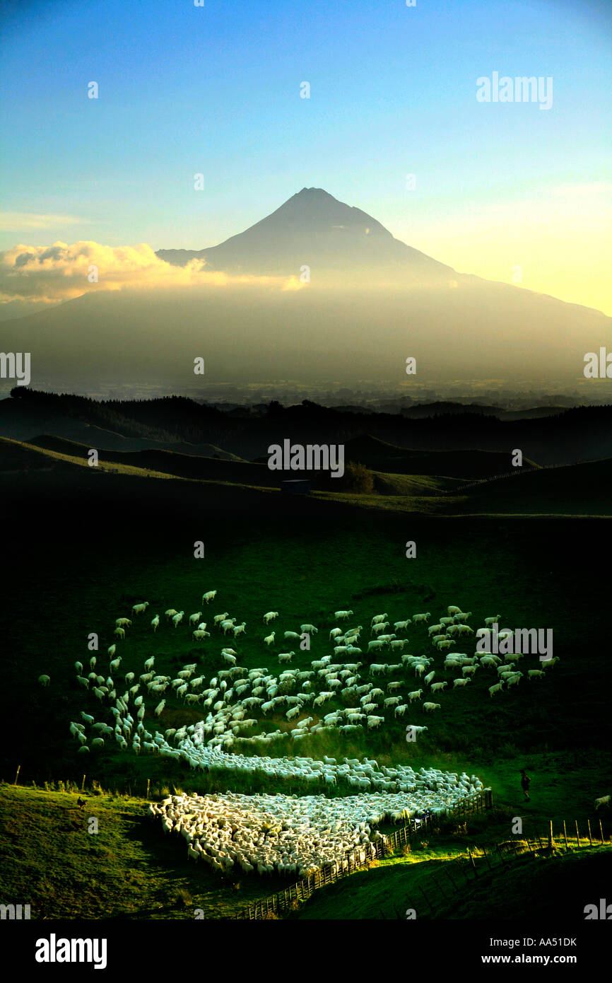 Schaf auffächern nach wird durch ein Tor von Hunden auf Tarata Osten Taranaki Neuseeland getrieben Stockfoto