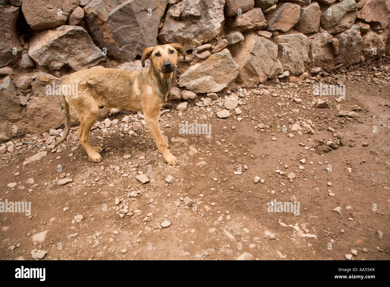 Straßenhund in Peru Stockfoto