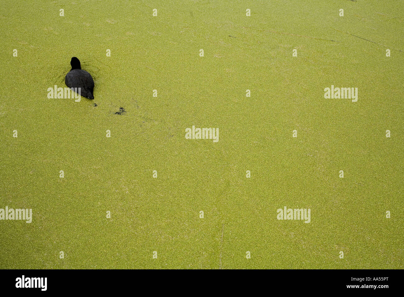 Eine Ente schwimmen inmitten von Algen auf dem Titicacasee in Peru Stockfoto