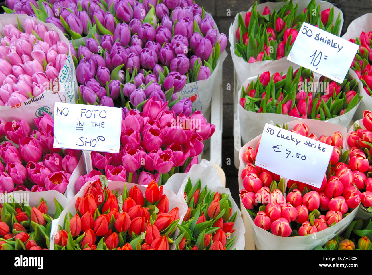 Tulpen zum Verkauf auf dem Blumenmarkt in Amsterdam. Stockfoto