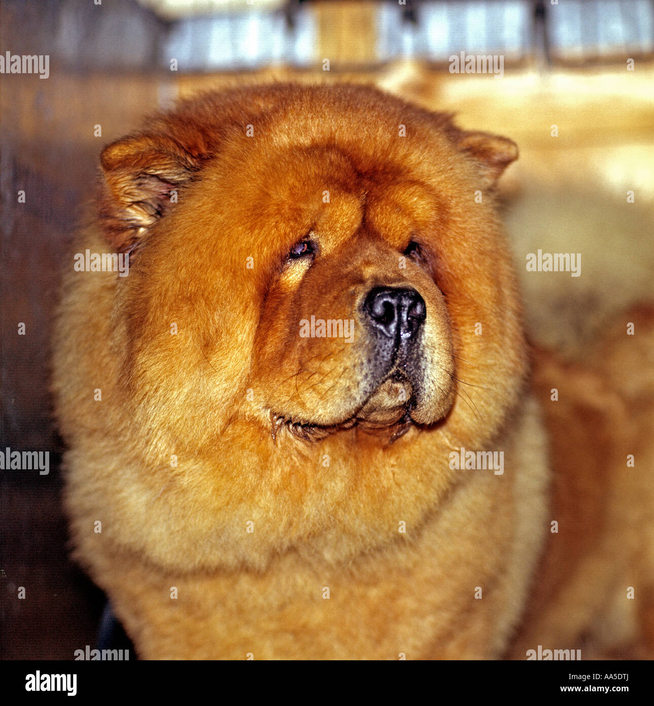 Rassehund Chow-Chow bei Crufts Dog show in UK EU Stockfoto