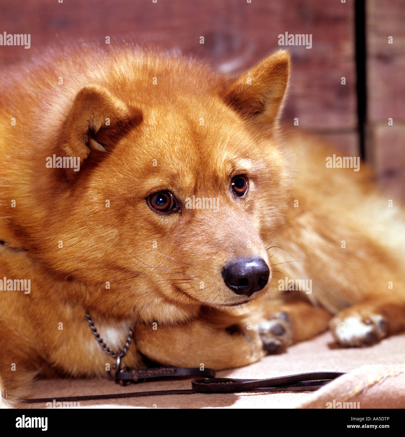 Finnischer Spitz Dog Show in London England UK EU Stockfoto