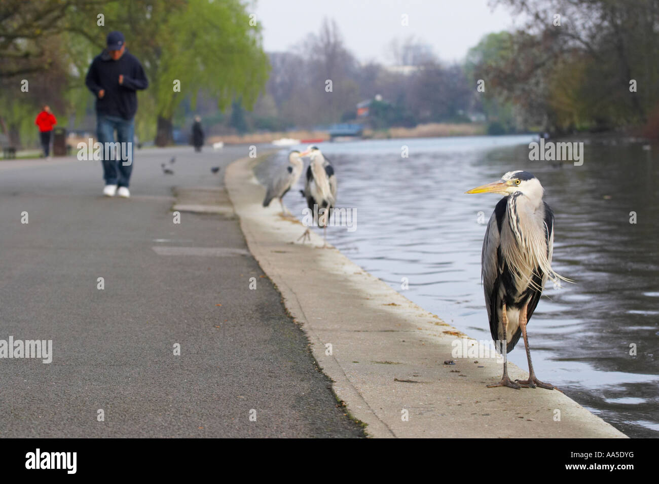 Graureiher am Ufer des Sees von Weg mit Menschen, Regents Park London Stockfoto