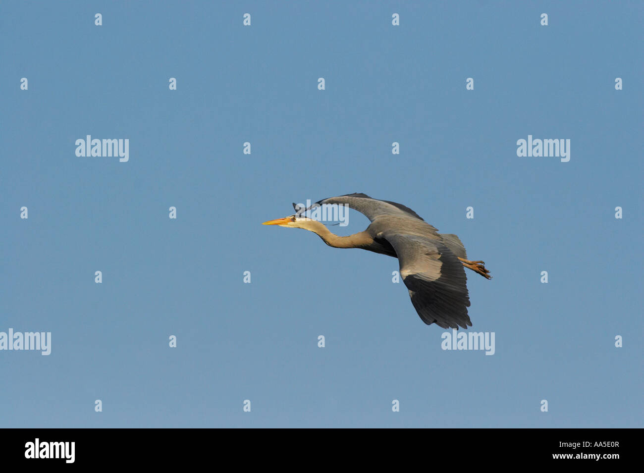 Graureiher im Flug von Regents Park Heronry, London Stockfoto