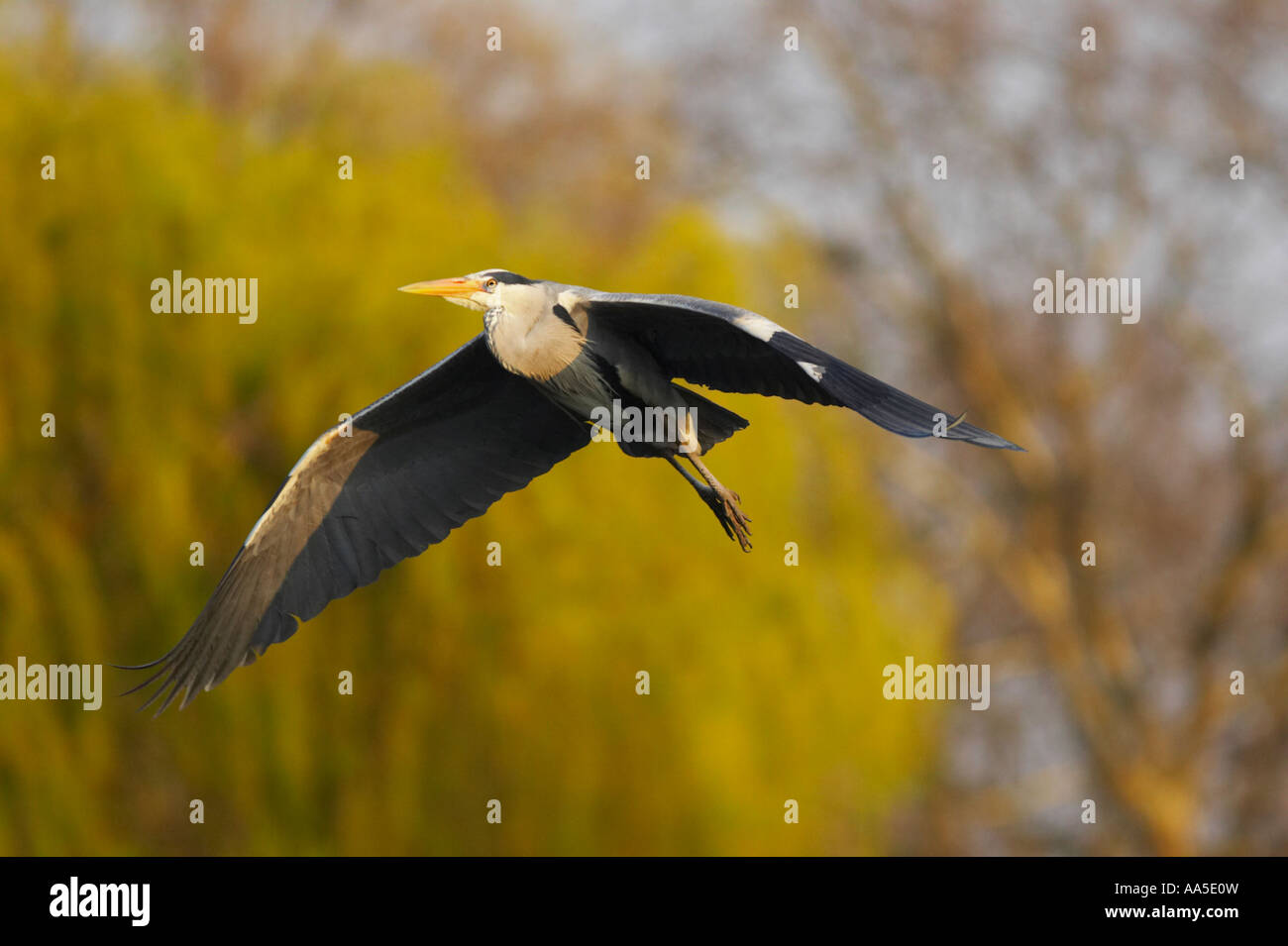 Graureiher im Flug von Regents Park Heronry, London Stockfoto