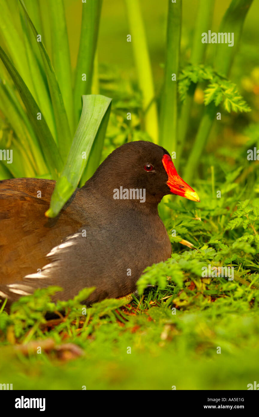 Teichhuhn saß auf dem Rasen von Narzissen, Regents Park London Stockfoto