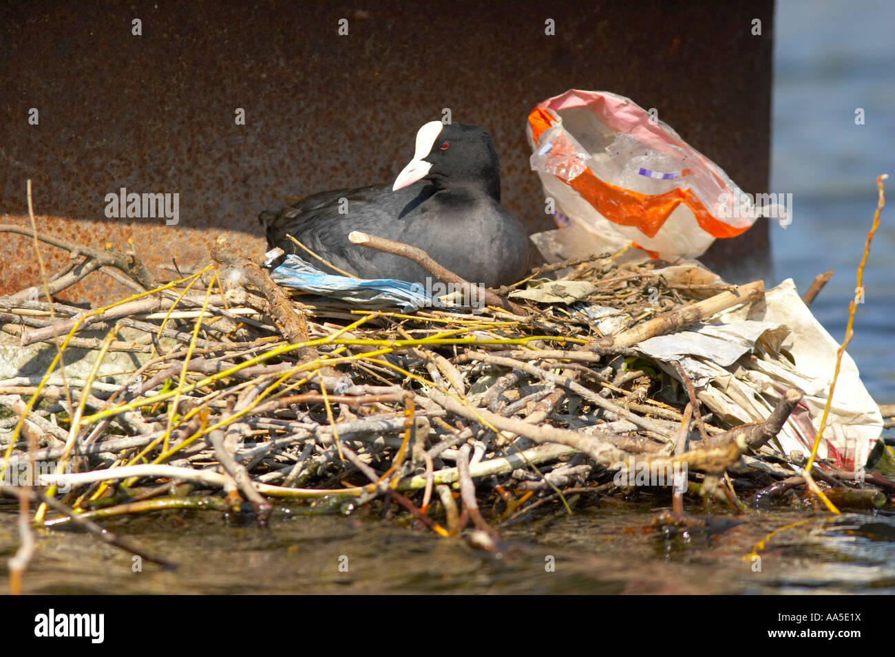 Blässhühner auf Nest mit Einstreu aufgenommen, Regents Park London Stockfoto