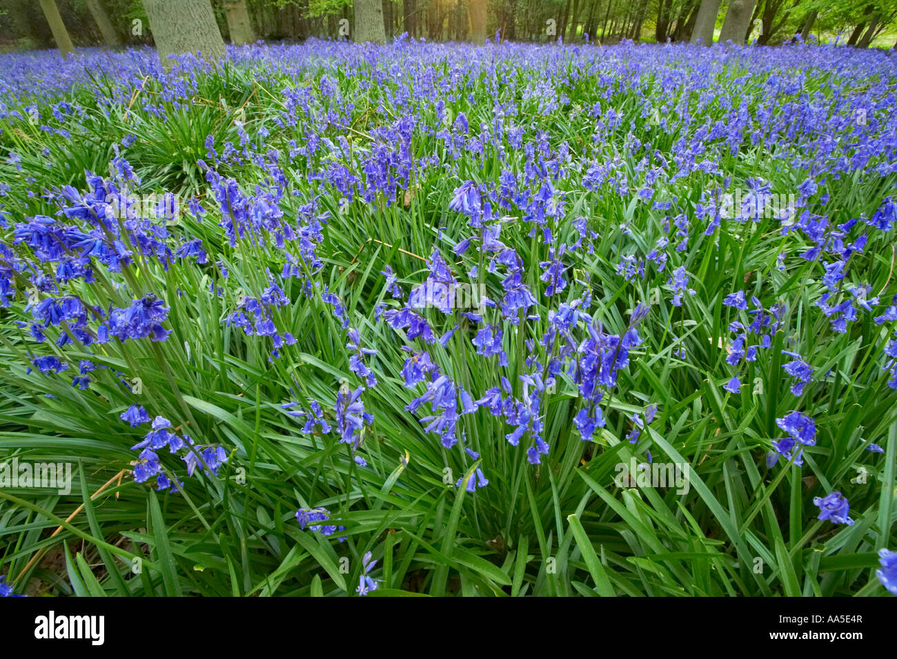 Glockenblumen im Wald Stockfoto