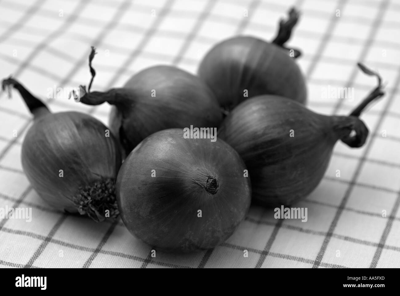 Zwiebeln in einer Küche bereit für die Vorbereitung für das Kochen Stockfoto