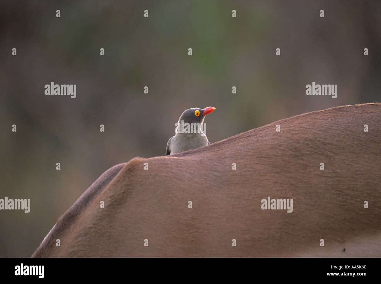 Redbilled Oxpecker auf Impala zurück im Kruger National Park RSA Stockfoto