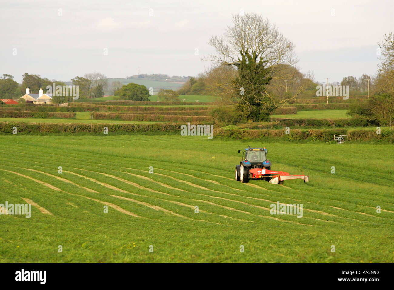 Ein Traktor schneidet üppigen grünen Rasen in einem typischen Devonshire Heu Wiese Feld auf einem ländlichen Bauernhof England UK Großbritannien GB Stockfoto