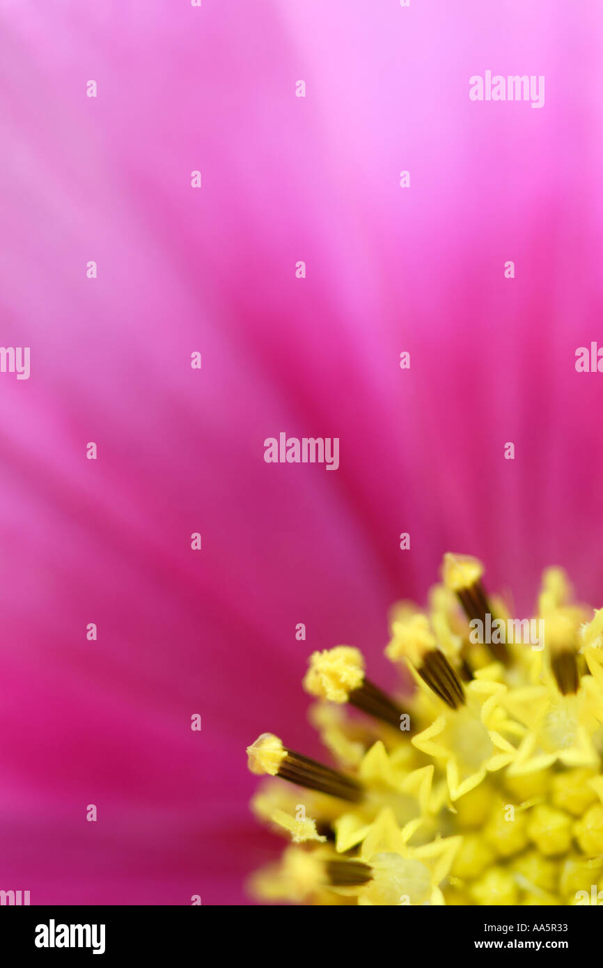 Nahaufnahme von Cosmos Blume Stockfoto