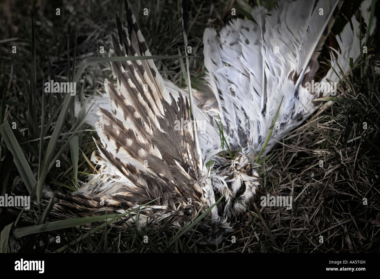 Ein toter Falke. Stockfoto