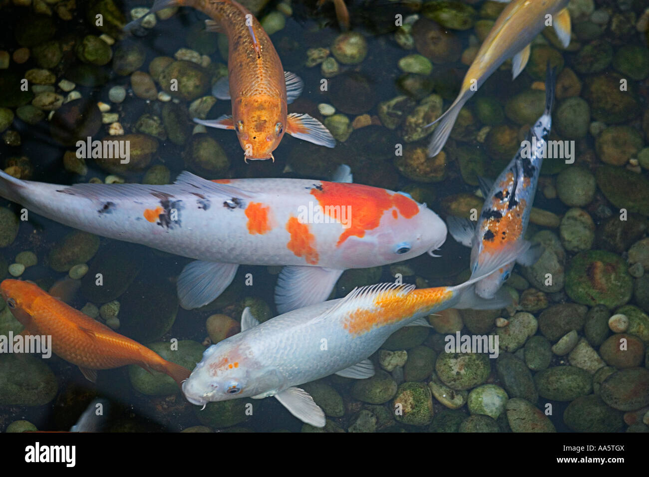 Koi im Teich schwimmen. Stockfoto