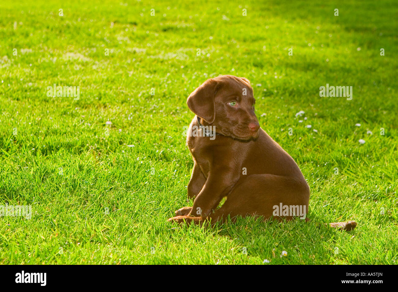 Ein Schokolade Labrador-Welpe mit grünen Augen, Hintergrundbeleuchtung von der Sonne, in einem grünen Park. Stockfoto