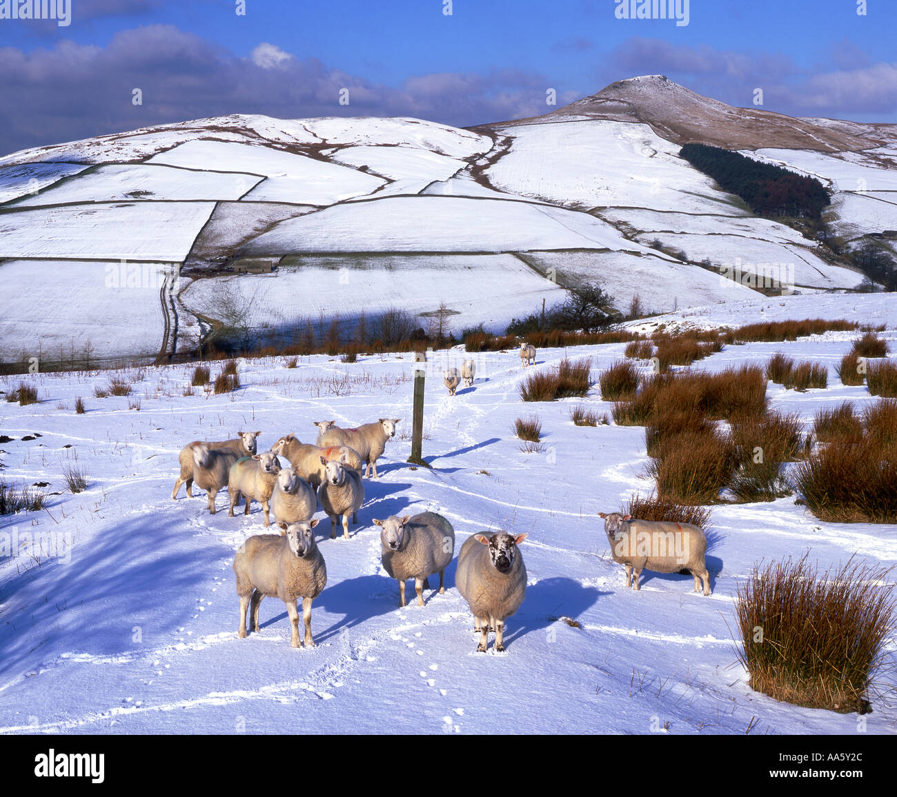 Hardy Peak District Schafe im Winter unterhalb der Gipfel der Shutlingsloe, in der Nähe von Wildboarclough, Cheshire, England, UK Stockfoto