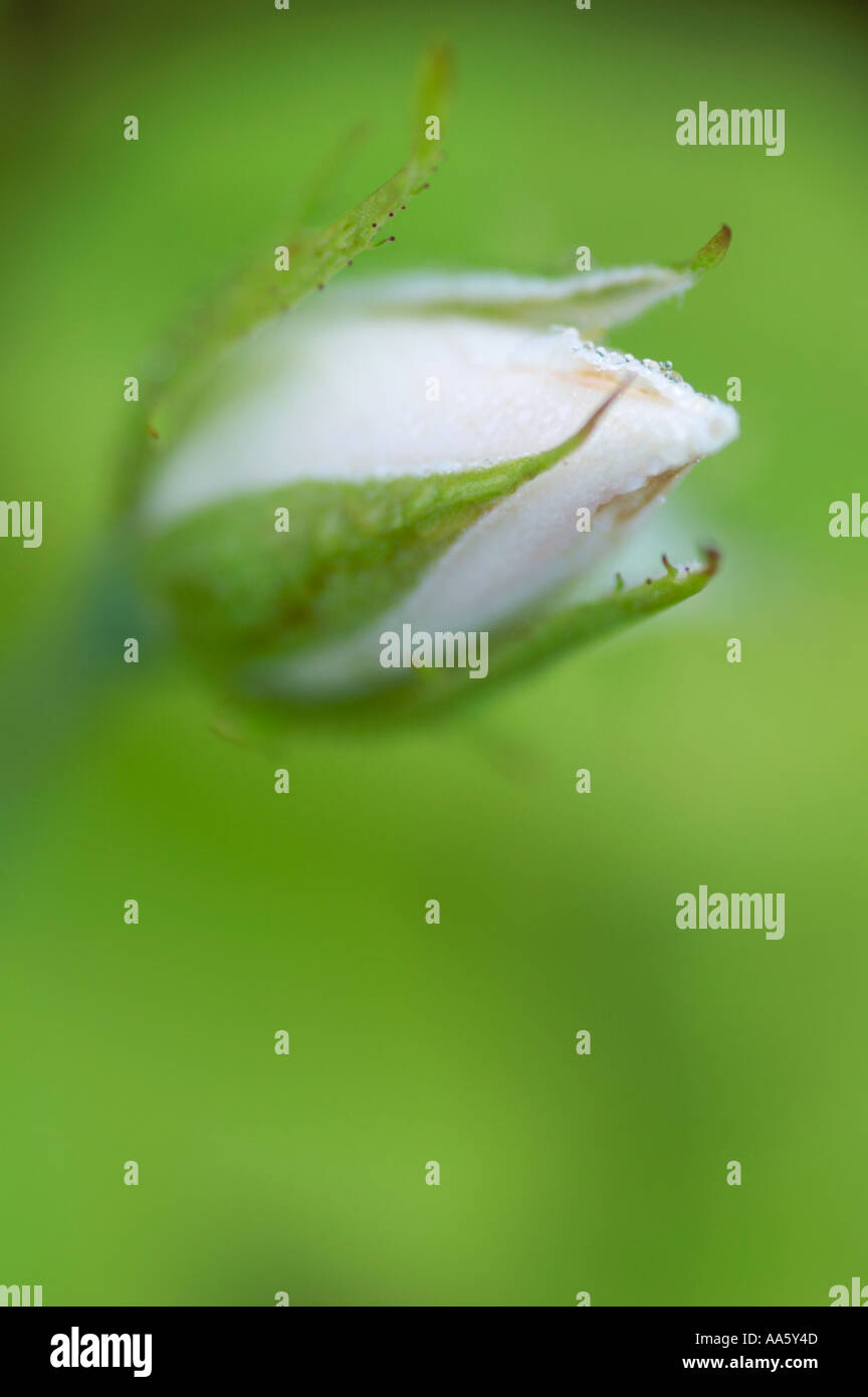 Reine weiße rose Knospe Eröffnung Stockfoto