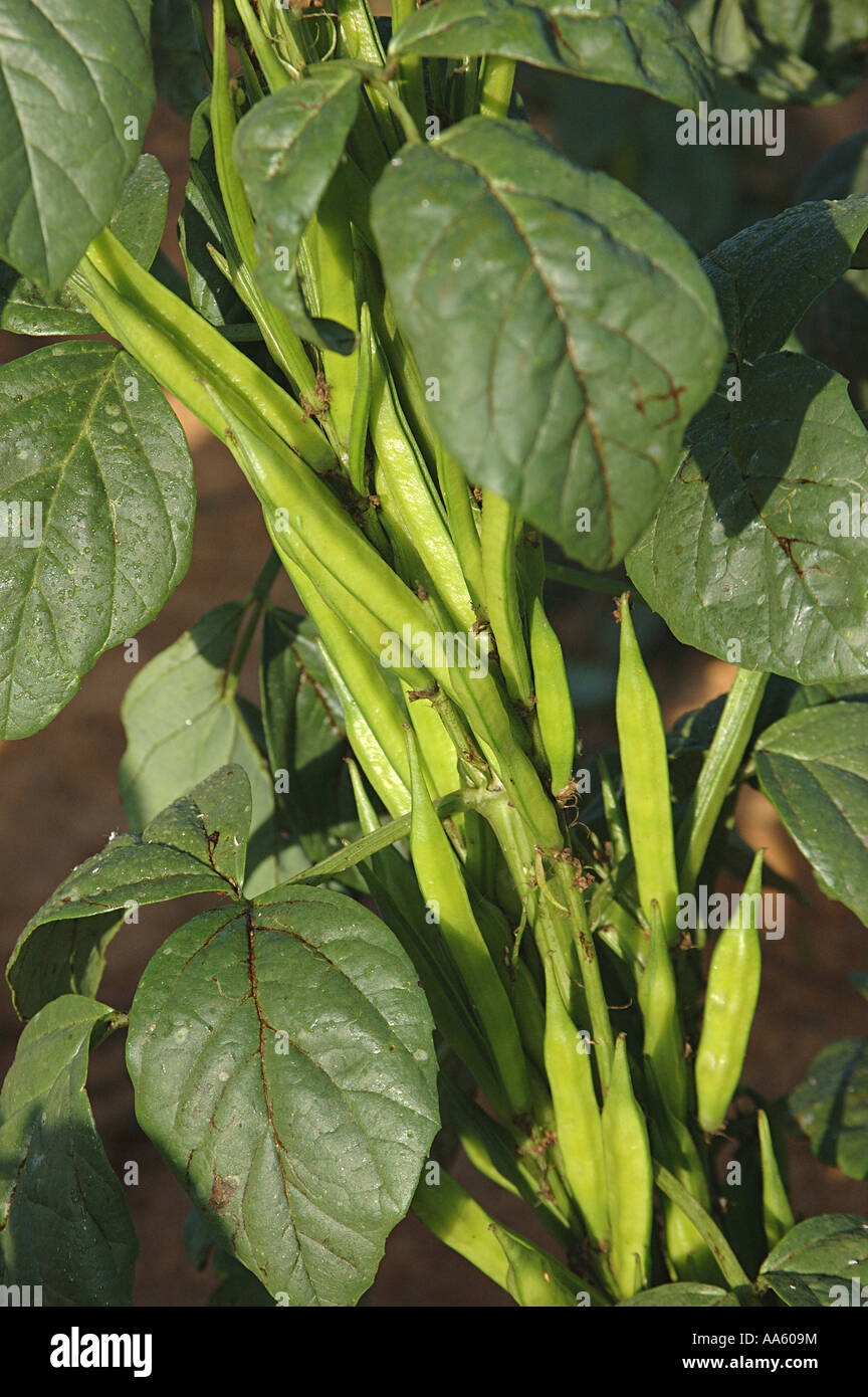 Gemüse-Cluster Gawar Bohnen botanische Name Cyamopsis Tetragonolobus L Familie Leguminosae Stockfoto