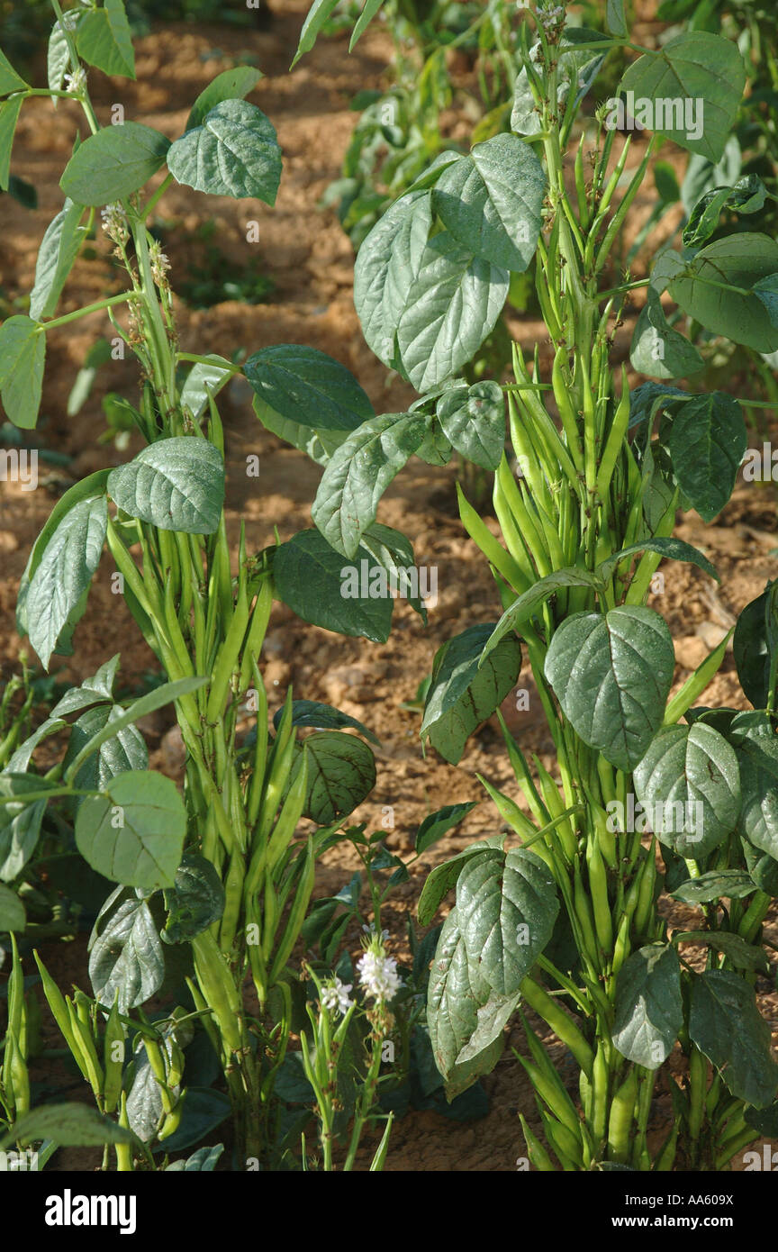 Guar Bohne Gemüsepflanze Stockfoto