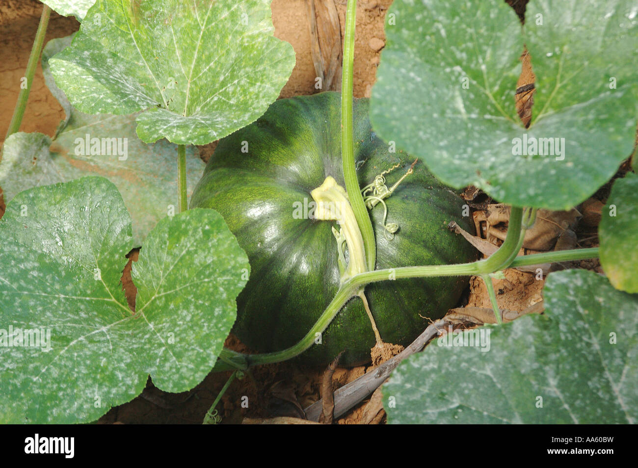 Kürbis Gemüse Rebe Stockfoto