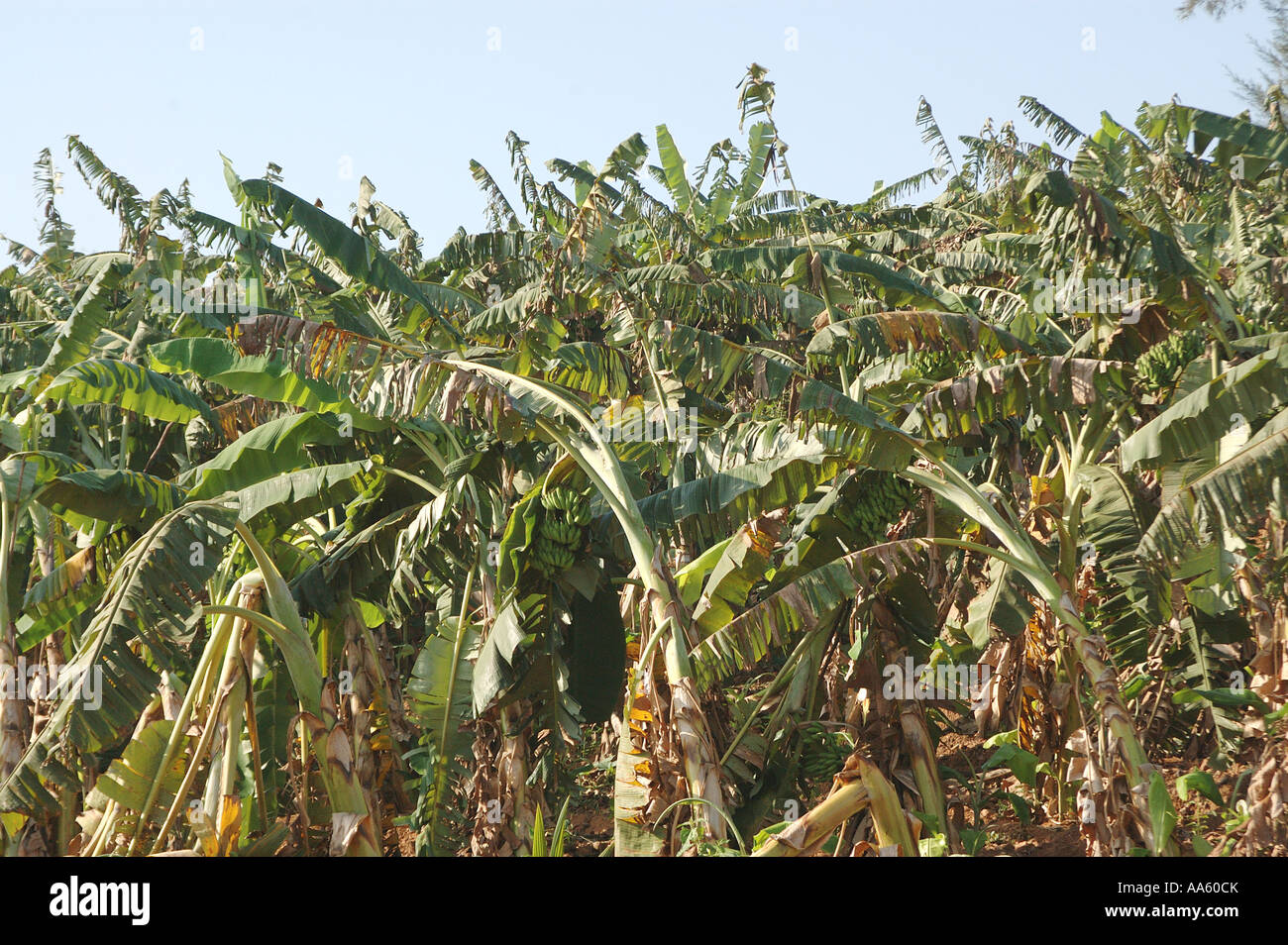 Bananen-Plantage botanischen Namen Musa Paradisiaca M Balbisiama M Cavendishii Familie Musaceae Stockfoto