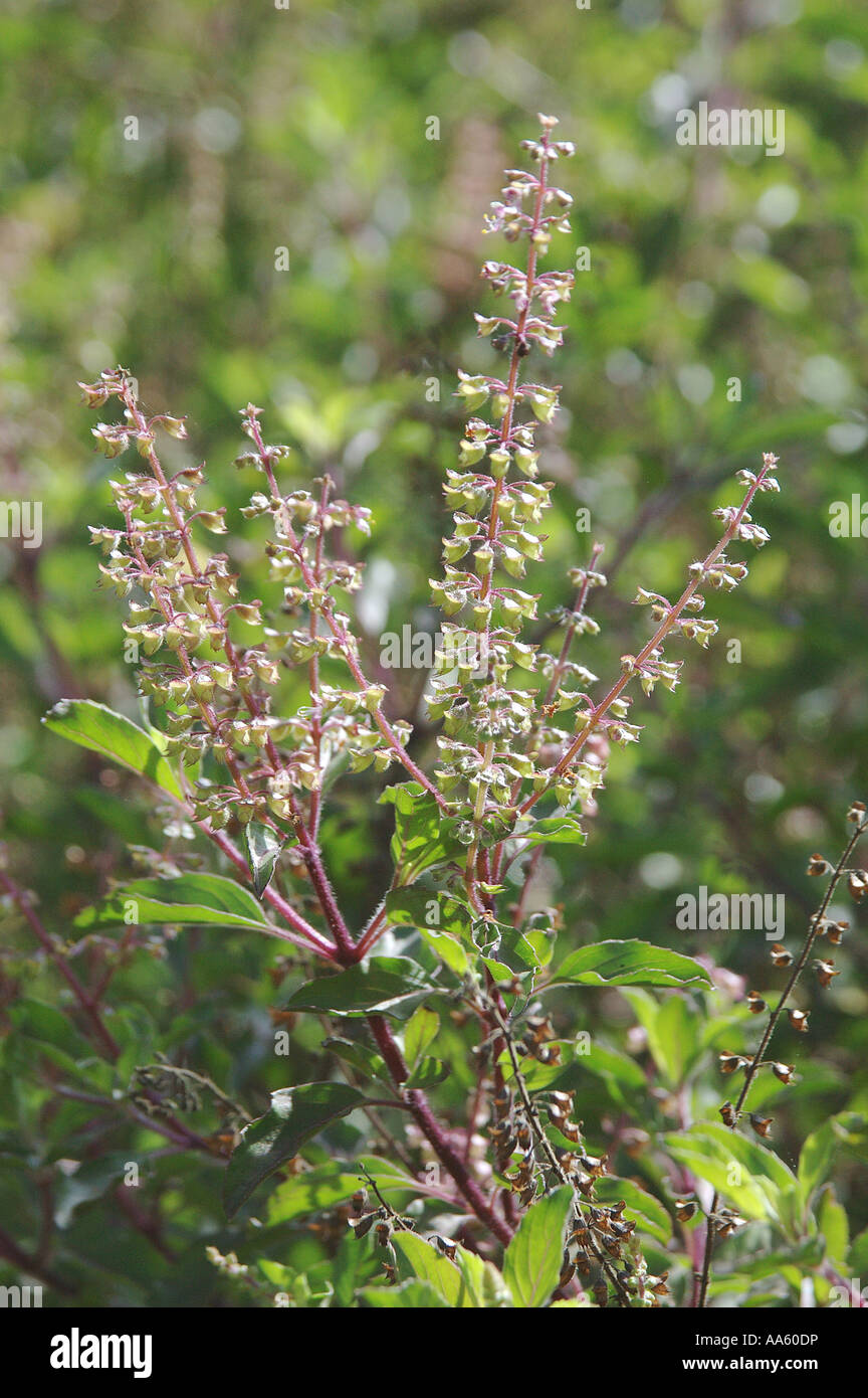 Tulsi Pflanze oder Heiliger Basilikum Baum Stockfotografie - Alamy