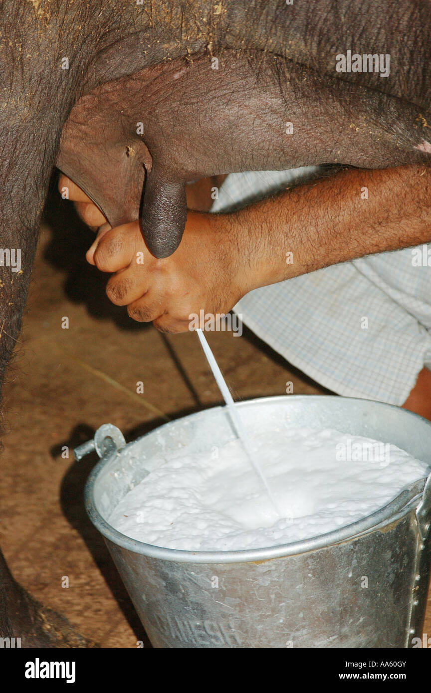 Mann, der Büffel melkt, Indien Stockfoto