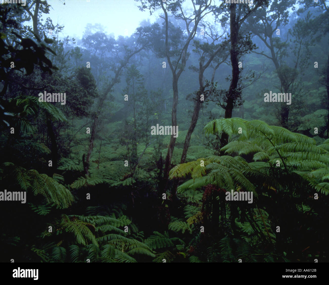 Regenwald Hawaii Volcanoes National Park Insel von Hawaii Hawaii USA Stockfoto