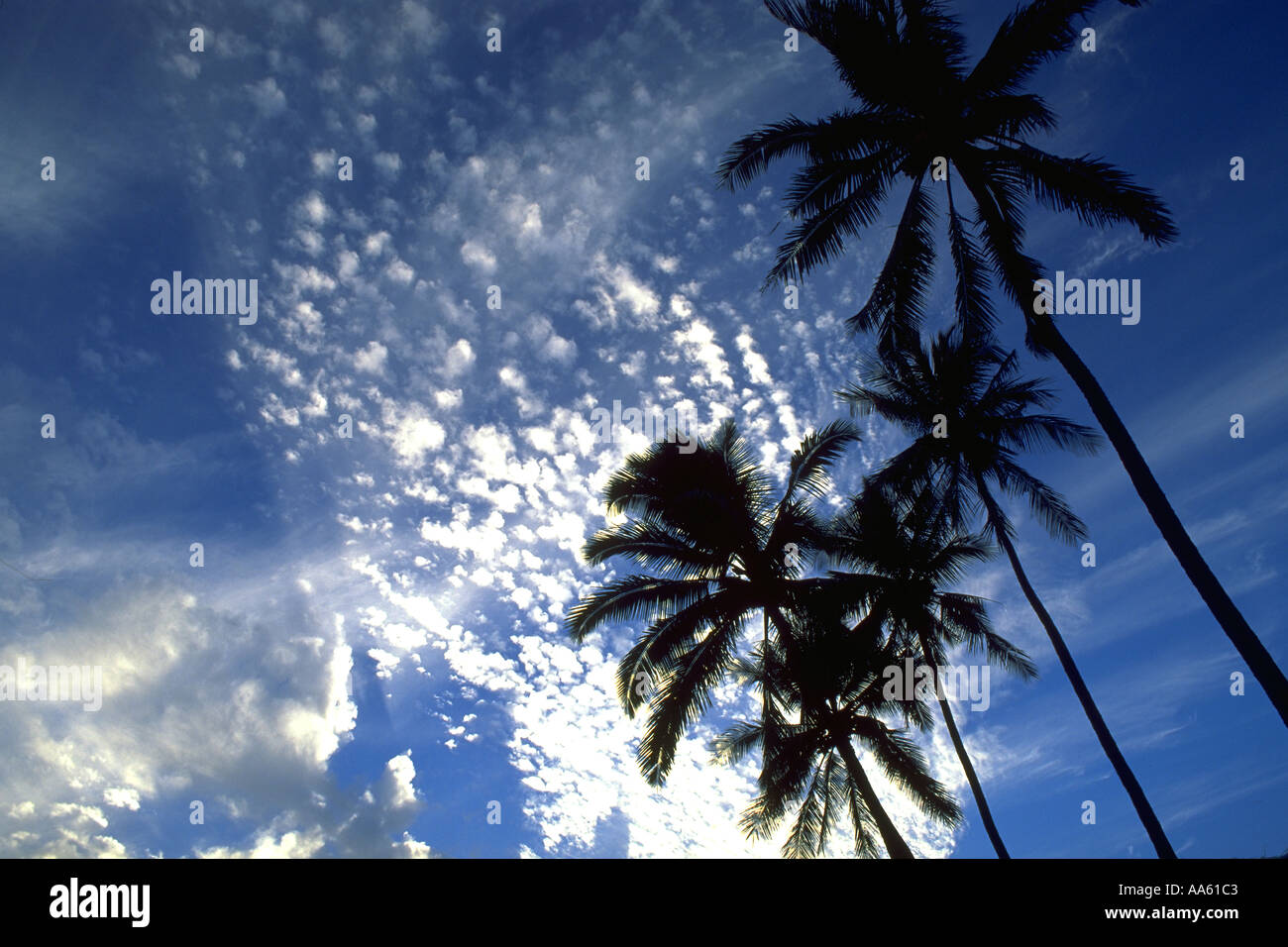Palm Bäume Hawaii USA Stockfoto