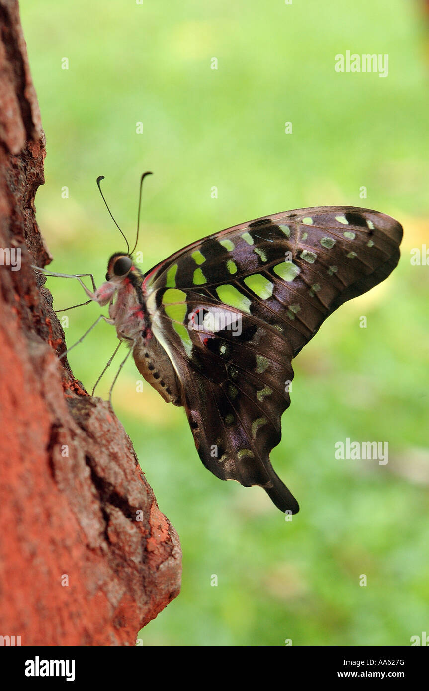 VEP104414 Tail Jay Schmetterling auf Baumrinde bei Sanjay Gandhi National Park Borivali Bombay Mumbai Maharashtra, India Stockfoto
