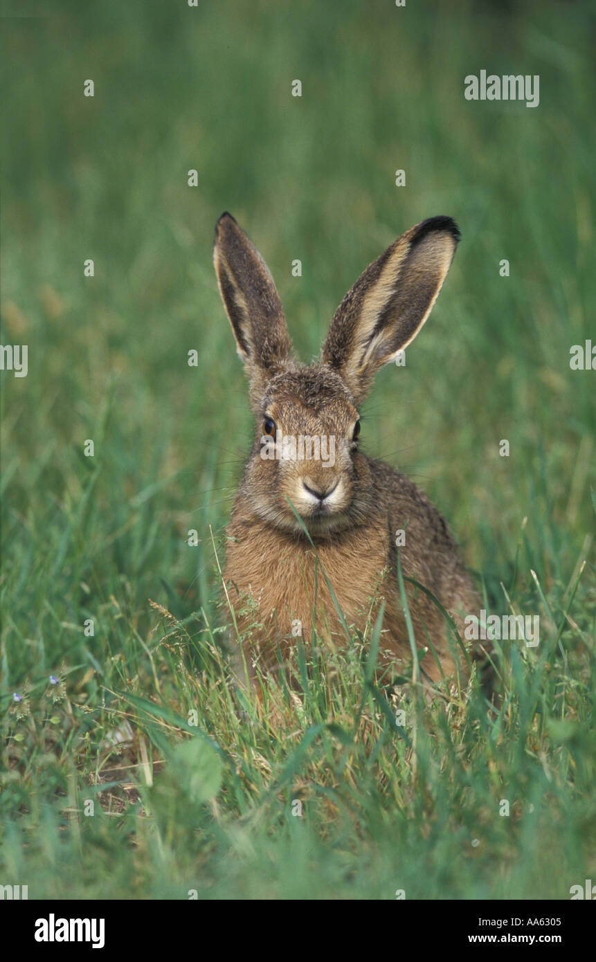 BRAUNER Hase Lepus europaeus Stockfoto
