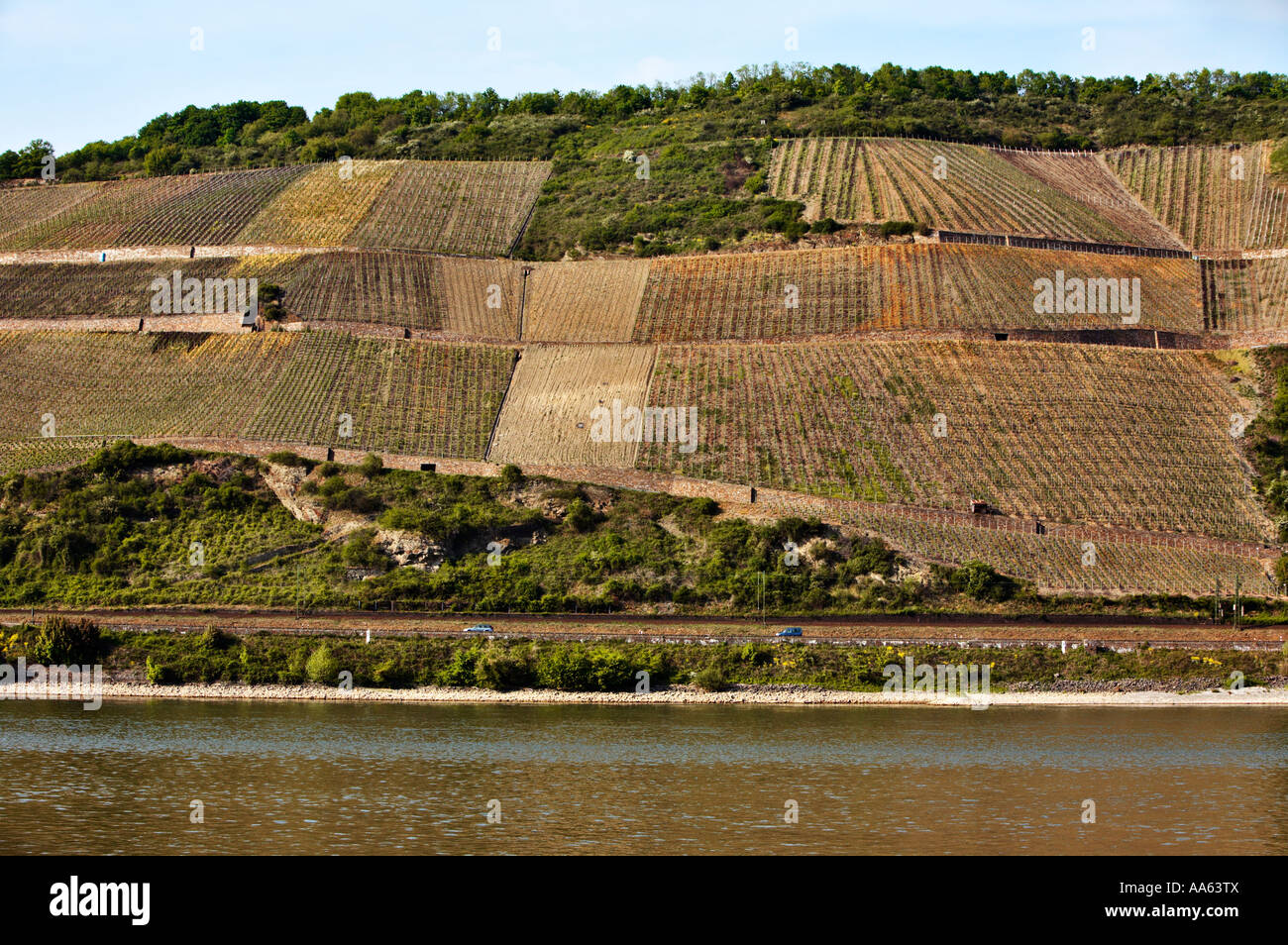 Weinberg, Deutschland - am Ufer des Rheins im Oberen Mittelrheintal in der Frühjahrszeit Stockfoto