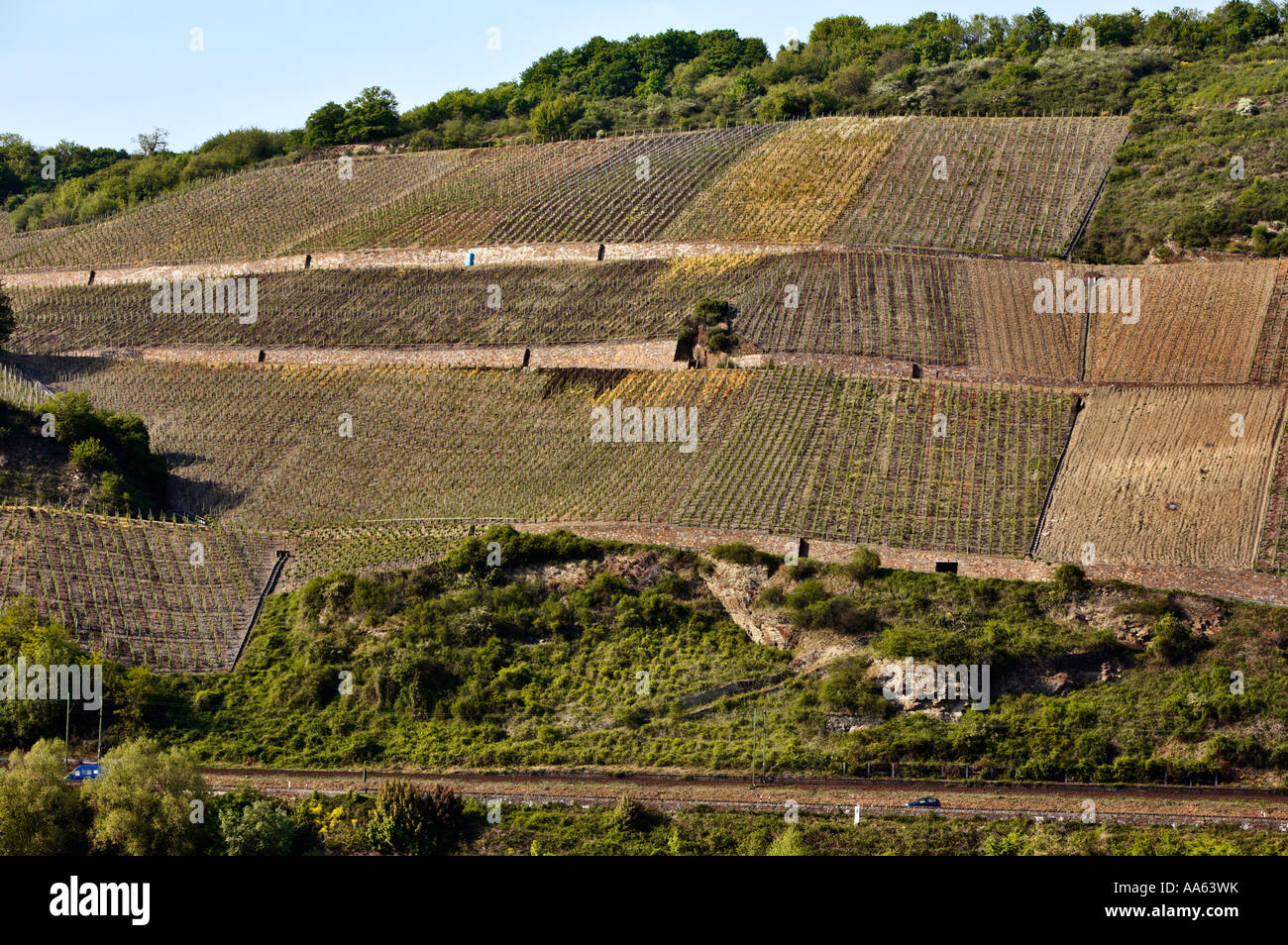 Weinberg, Deutschland - am Ufer des Rheins im Oberen Mittelrheintal, Deutschland im Frühling Stockfoto