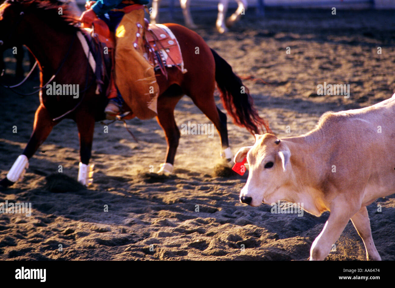 Eine Kuh wird getrieben von Cowboys Lager Reitpferd in Sydney Easter Show Stockfoto