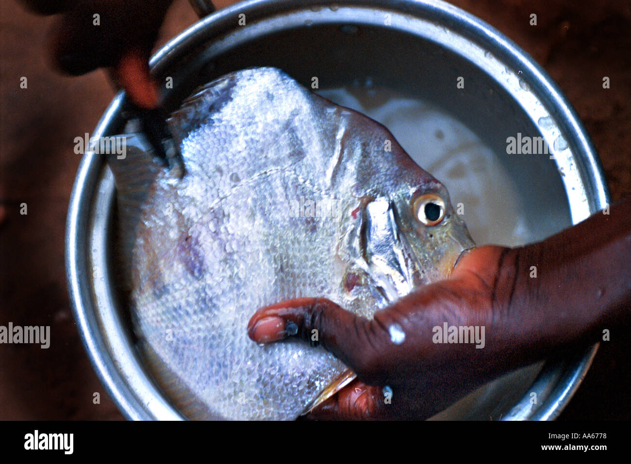 Fisch von der atlantischen Küste von Westafrika wird vorbereitet, indem eine mauretanische nahe dem Tal, das grenzt mit Senegal West Stockfoto